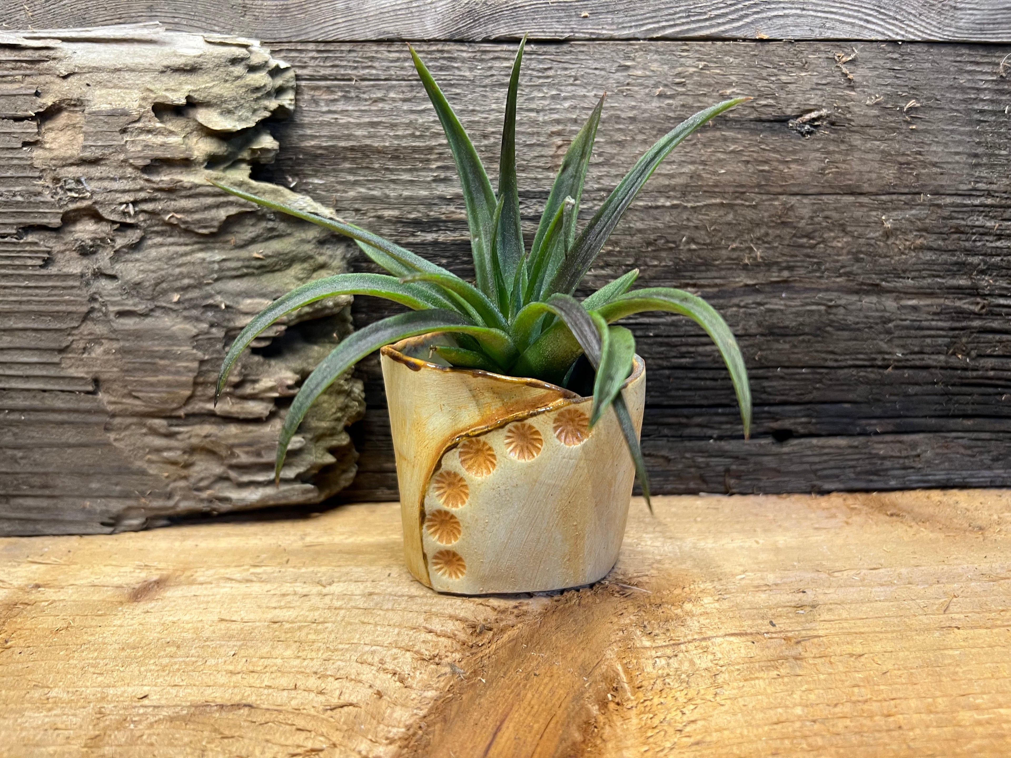 West Hills Studio Pottery Vase with Air Plant